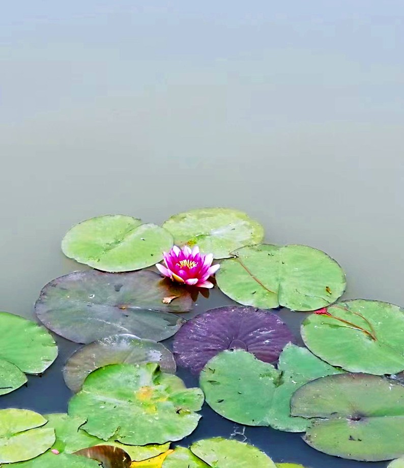 4.东淮一隅（摄影 工程技术开发部 纪禄）.jpg